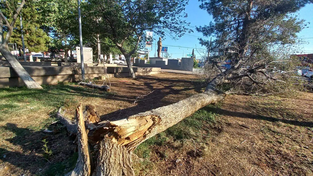 árboles muertos